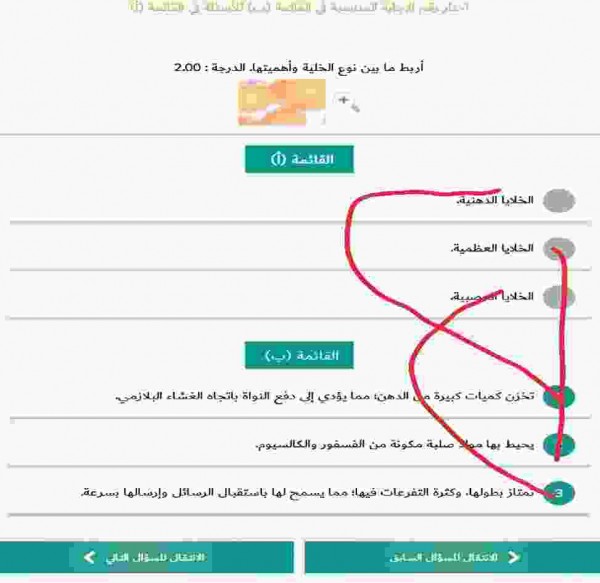 اربط ما بين نوع الخلية وأهميتها