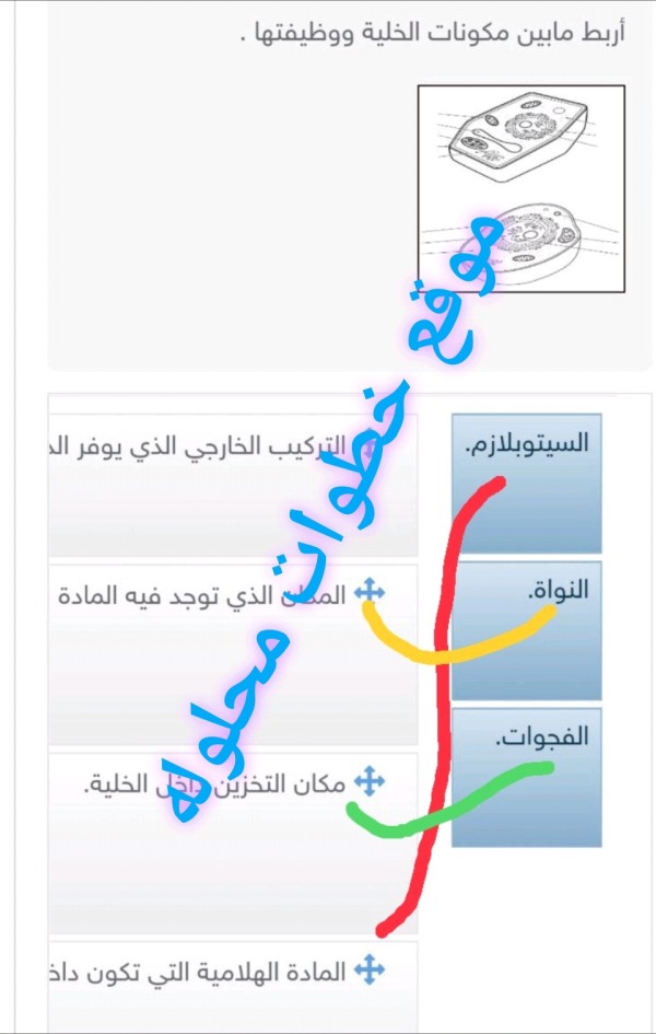 صل العمود الأول بما يناسبه من العمود الثاني بحيث اربط بين مكونات الخلية ووظيفتها