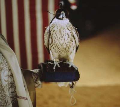 العنود العامري ويكيبيديا