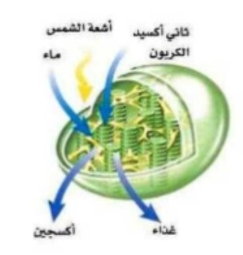 استخدام الشكل الإجابة على