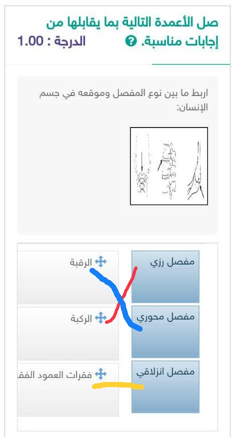 إجابة سؤال اربط ما بين نوع المفصل وموقعه من جسم الإنسان : الجواب موضح في الصورة.